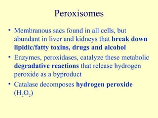 Peroxisomes Membranous sacs found in all cells, but abundant in liver and kidneys that  break down lipidic/fatty toxins, drugs and alcohol Enzymes, peroxidases, catalyze these metabolic  degradative reactions  that release hydrogen peroxide as a byproduct Catalase decomposes  hydrogen peroxide  (H 2 O 2 ) 