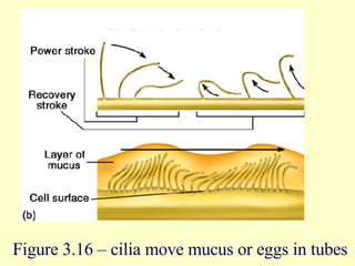 Figure 3.16 – cilia move mucus or eggs in tubes 