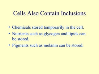Cells Also Contain Inclusions Chemicals stored temporarily in the cell. Nutrients such as glycogen and lipids can be stored. Pigments such as melanin can be stored. 