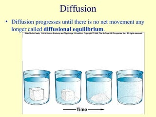 Diffusion Diffusion progresses until there is no net movement any longer called  diffusional equilibrium . 