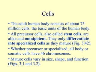 Cells The adult human body consists of about 75 million cells, the basic units of the human body.  All precursor cells, also called  stem cells , are alike and  omnipotent . They only  differentiate into specialized cells  as they mature (Fig. 3.42). Whether precursor or specialized, all body or somatic cells have 46 chromosomes.  Mature cells vary in size, shape, and function (Figs. 3.1 and 3.2). 