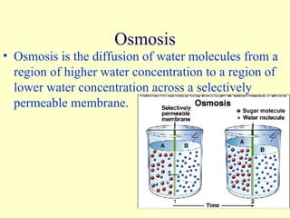 Osmosis Osmosis is the diffusion of water molecules from a region of higher water concentration to a region of lower water concentration across a selectively permeable membrane. 