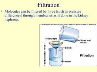 Filtration Molecules can be filtered by force (such as pressure differences) through membranes as is done in the kidney nephrons. 