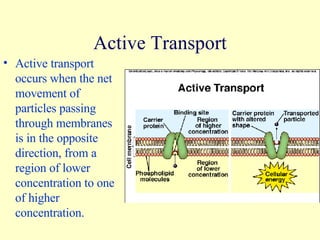 Active Transport Active transport occurs when the net movement of particles passing through membranes is in the opposite direction, from a region of lower concentration to one of higher concentration. 