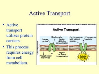 Active Transport Active transport utilizes protein carriers.  This process requires energy from cell metabolism. 