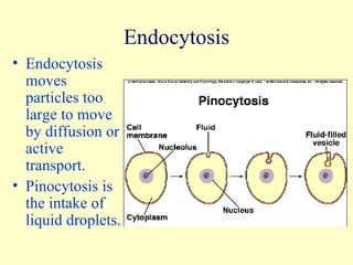 Endocytosis Endocytosis moves particles too large to move by diffusion or active transport. Pinocytosis is the intake of liquid droplets. 