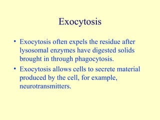 Exocytosis Exocytosis often expels the residue after lysosomal enzymes have digested solids brought in through phagocytosis.  Exocytosis allows cells to secrete material produced by the cell, for example, neurotransmitters. 