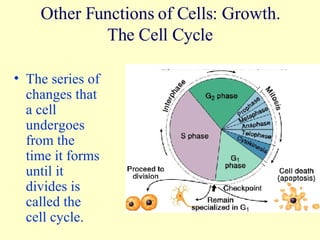 Other Functions of Cells: Growth. The Cell Cycle The series of changes that a cell undergoes from the time it forms until it divides is called the cell cycle. 