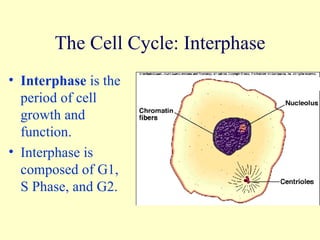 The Cell Cycle: Interphase Interphase  is the period of cell growth and function. Interphase is composed of G1, S Phase, and G2. 