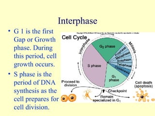 Interphase G 1 is the first Gap or Growth phase. During this period, cell growth occurs. S phase is the period of DNA synthesis as the cell prepares for cell division. 