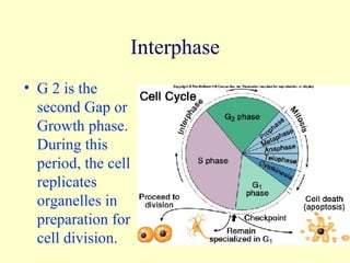 G 2 is the second Gap or Growth phase.  During this period, the cell replicates organelles in preparation for cell division. Interphase 