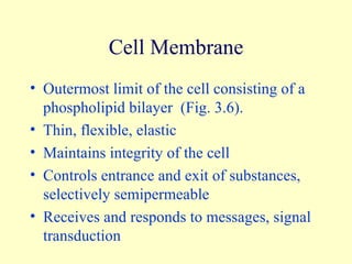 Cell Membrane Outermost limit of the cell consisting of a phospholipid bilayer  (Fig. 3.6). Thin, flexible, elastic Maintains integrity of the cell Controls entrance and exit of substances, selectively semipermeable Receives and responds to messages, signal transduction 