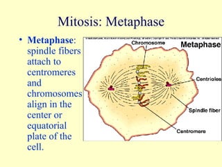 Mitosis: Metaphase Metaphase : spindle fibers attach to centromeres and chromosomes align in the center or equatorial plate of the cell. 