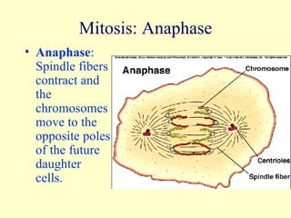 Mitosis: Anaphase Anaphase : Spindle fibers contract and the chromosomes move to the opposite poles of the future daughter cells. 