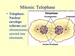 Mitosis: Telophase Telophase :  Nuclear envelope reforms  and chromosomes unwind into chromatin. 