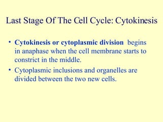 Last Stage Of The Cell Cycle: Cytokinesis Cytokinesis or cytoplasmic division   begins in anaphase when the cell membrane starts to constrict in the middle. Cytoplasmic inclusions and organelles are divided between the two new cells. 