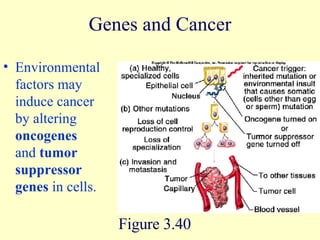 Genes and Cancer Environmental factors may induce cancer by altering  oncogenes  and  tumor suppressor genes  in cells. Figure 3.40 