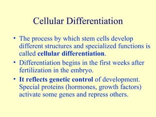 Cellular Differentiation The process by which stem cells develop different structures and specialized functions is called  cellular differentiation . Differentiation begins in the first weeks after fertilization in the embryo. It reflects genetic control  of development.  Special proteins (hormones, growth factors) activate some genes and repress others. 