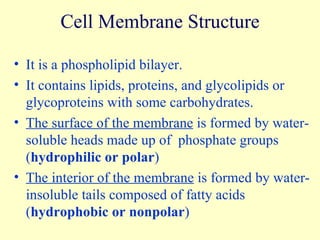 Cell Membrane Structure It is a phospholipid bilayer. It contains lipids, proteins, and glycolipids or glycoproteins with some carbohydrates. The surface of the membrane  is formed by water-soluble heads made up of  phosphate groups ( hydrophilic or polar ) The interior of the membrane  is formed by water-insoluble tails composed of fatty acids ( hydrophobic or nonpolar ) 