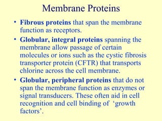 Membrane Proteins Fibrous proteins  that span the membrane function as receptors. Globular, integral proteins  spanning the membrane allow passage of certain molecules or ions such as the cystic fibrosis transporter protein (CFTR) that transports chlorine across the cell membrane. Globular, peripheral proteins  that do not span the membrane function as enzymes or signal transducers. These often aid in cell recognition and cell binding of  ‘growth factors’. 