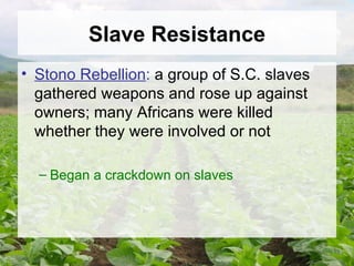 Slave Resistance Stono Rebellion :  a group of S.C. slaves gathered weapons and rose up against owners; many Africans were killed whether they were involved or not Began a crackdown on slaves 