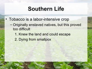 Southern Life Tobacco is a labor-intensive crop Originally enslaved natives, but this proved too difficult 1. Knew the land and could escape 2. Dying from smallpox 