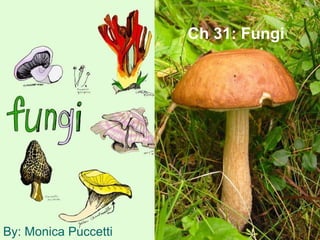 Ch 31: Fungi By: Monica Puccetti 