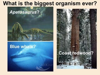 What is the biggest organism ever?
Apatosaurus?
Coast redwood?
Blue whale?
 