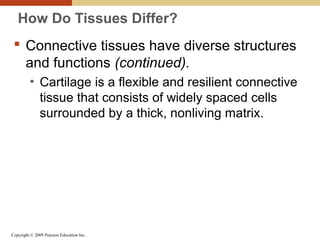 Copyright © 2009 Pearson Education Inc.
How Do Tissues Differ?
 Connective tissues have diverse structures
and functions (continued).
• Cartilage is a flexible and resilient connective
tissue that consists of widely spaced cells
surrounded by a thick, nonliving matrix.
 