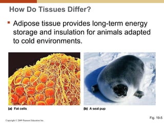 Copyright © 2009 Pearson Education Inc.
How Do Tissues Differ?
 Adipose tissue provides long-term energy
storage and insulation for animals adapted
to cold environments.
Fig. 19-5
 
