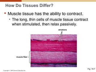 Copyright © 2009 Pearson Education Inc.
striations
muscle fiber
How Do Tissues Differ?
 Muscle tissue has the ability to contract.
• The long, thin cells of muscle tissue contract
when stimulated, then relax passively.
Fig. 19-7
 