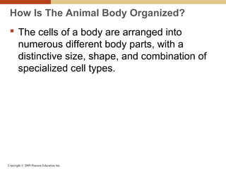 Copyright © 2009 Pearson Education Inc.
How Is The Animal Body Organized?
 The cells of a body are arranged into
numerous different body parts, with a
distinctive size, shape, and combination of
specialized cell types.
 