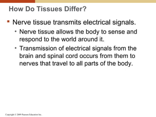 Copyright © 2009 Pearson Education Inc.
How Do Tissues Differ?
 Nerve tissue transmits electrical signals.
• Nerve tissue allows the body to sense and
respond to the world around it.
• Transmission of electrical signals from the
brain and spinal cord occurs from them to
nerves that travel to all parts of the body.
 