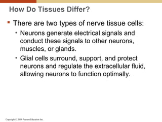 Copyright © 2009 Pearson Education Inc.
How Do Tissues Differ?
 There are two types of nerve tissue cells:
• Neurons generate electrical signals and
conduct these signals to other neurons,
muscles, or glands.
• Glial cells surround, support, and protect
neurons and regulate the extracellular fluid,
allowing neurons to function optimally.
 