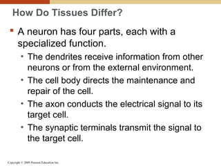 Copyright © 2009 Pearson Education Inc.
How Do Tissues Differ?
 A neuron has four parts, each with a
specialized function.
• The dendrites receive information from other
neurons or from the external environment.
• The cell body directs the maintenance and
repair of the cell.
• The axon conducts the electrical signal to its
target cell.
• The synaptic terminals transmit the signal to
the target cell.
 