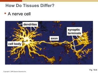 Copyright © 2009 Pearson Education Inc.
How Do Tissues Differ?
 A nerve cell
Fig. 19-8
dendrites
synaptic
terminals
cell body
axon
 