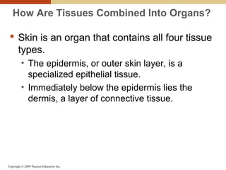 Copyright © 2009 Pearson Education Inc.
How Are Tissues Combined Into Organs?
 Skin is an organ that contains all four tissue
types.
• The epidermis, or outer skin layer, is a
specialized epithelial tissue.
• Immediately below the epidermis lies the
dermis, a layer of connective tissue.
 