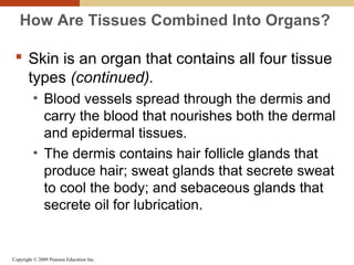 Copyright © 2009 Pearson Education Inc.
How Are Tissues Combined Into Organs?
 Skin is an organ that contains all four tissue
types (continued).
• Blood vessels spread through the dermis and
carry the blood that nourishes both the dermal
and epidermal tissues.
• The dermis contains hair follicle glands that
produce hair; sweat glands that secrete sweat
to cool the body; and sebaceous glands that
secrete oil for lubrication.
 