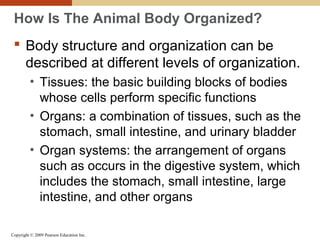 Copyright © 2009 Pearson Education Inc.
How Is The Animal Body Organized?
 Body structure and organization can be
described at different levels of organization.
• Tissues: the basic building blocks of bodies
whose cells perform specific functions
• Organs: a combination of tissues, such as the
stomach, small intestine, and urinary bladder
• Organ systems: the arrangement of organs
such as occurs in the digestive system, which
includes the stomach, small intestine, large
intestine, and other organs
 