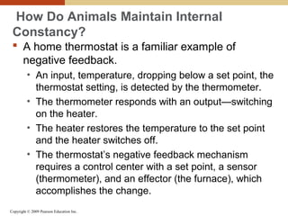 Copyright © 2009 Pearson Education Inc.
How Do Animals Maintain Internal
Constancy?
 A home thermostat is a familiar example of
negative feedback.
• An input, temperature, dropping below a set point, the
thermostat setting, is detected by the thermometer.
• The thermometer responds with an output—switching
on the heater.
• The heater restores the temperature to the set point
and the heater switches off.
• The thermostat’s negative feedback mechanism
requires a control center with a set point, a sensor
(thermometer), and an effector (the furnace), which
accomplishes the change.
 