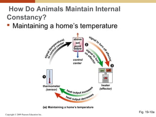 Copyright © 2009 Pearson Education Inc.
on off
control
center
below
above
set
point
thermometer
(sensor)
heater
(effector)
(a) Maintaining a home’s temperature
How Do Animals Maintain Internal
Constancy?
 Maintaining a home’s temperature
Fig. 19-10a
 