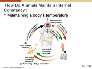 Copyright © 2009 Pearson Education Inc.
How Do Animals Maintain Internal
Constancy?
 Maintaining a body’s temperature
Fig. 19-10b
nerve endings
(sensor)
skeletal
muscles
(effector)
hypothalamus
(control center)
heat output
(shivering)
decreases
heat output
(shivering)
increases
set
point
(b) Maintaining a body’s temperature
 