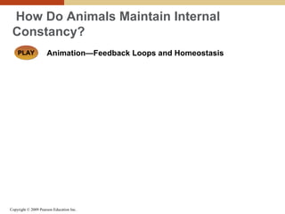 Copyright © 2009 Pearson Education Inc.
How Do Animals Maintain Internal
Constancy?
Animation—Feedback Loops and HomeostasisPLAYPLAY
 