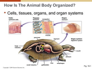 Copyright © 2009 Pearson Education Inc.
connective
muscle
large
intestine
pancreas
stomach
mouth
pharynx
epithelial
Cells:
epithelial cells
liver
small intestine
esophagus
gallbladder
Tissues: Organ:
stomach
Organ system:
digestive system
How Is The Animal Body Organized?
 Cells, tissues, organs, and organ systems
Fig. 19-1
 