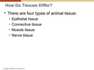 Copyright © 2009 Pearson Education Inc.
How Do Tissues Differ?
 There are four types of animal tissue:
• Epithelial tissue
• Connective tissue
• Muscle tissue
• Nerve tissue
 