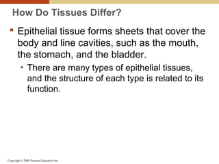 Copyright © 2009 Pearson Education Inc.
How Do Tissues Differ?
 Epithelial tissue forms sheets that cover the
body and line cavities, such as the mouth,
the stomach, and the bladder.
• There are many types of epithelial tissues,
and the structure of each type is related to its
function.
 