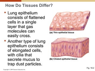 Copyright © 2009 Pearson Education Inc.
How Do Tissues Differ?
 Lung epithelium
consists of flattened
cells in a single
layer that gas
molecules can
easily cross.
 Another type of lung
epithelium consists
of elongated cells,
with cilia that
secrete mucus to
trap dust particles.
Fig. 19-2
(a) Thin epithelial tissue
(b) Ciliated epithelial tissue
 