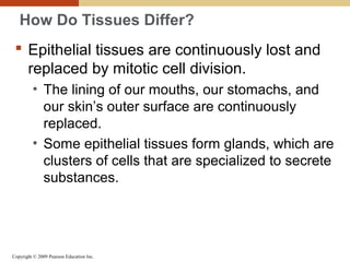 Copyright © 2009 Pearson Education Inc.
How Do Tissues Differ?
 Epithelial tissues are continuously lost and
replaced by mitotic cell division.
• The lining of our mouths, our stomachs, and
our skin’s outer surface are continuously
replaced.
• Some epithelial tissues form glands, which are
clusters of cells that are specialized to secrete
substances.
 