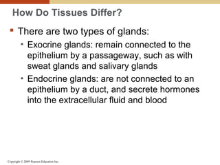 Copyright © 2009 Pearson Education Inc.
How Do Tissues Differ?
 There are two types of glands:
• Exocrine glands: remain connected to the
epithelium by a passageway, such as with
sweat glands and salivary glands
• Endocrine glands: are not connected to an
epithelium by a duct, and secrete hormones
into the extracellular fluid and blood
 