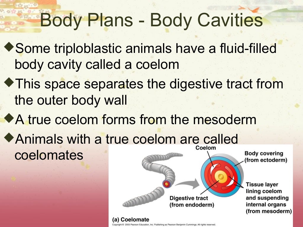 Ap biology animal diversity essay image